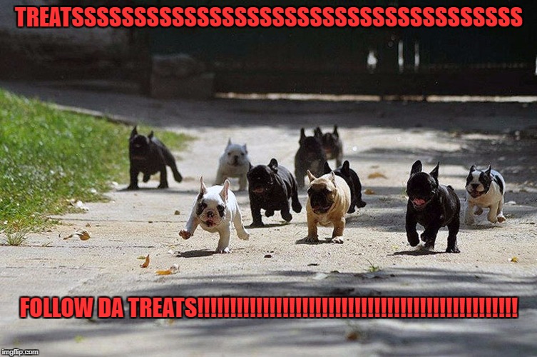 They know when there are treats around, ALL dogs know | TREATSSSSSSSSSSSSSSSSSSSSSSSSSSSSSSSSSSSS; FOLLOW DA TREATS!!!!!!!!!!!!!!!!!!!!!!!!!!!!!!!!!!!!!!!!!!!!!!!!! | image tagged in french bulldog charge | made w/ Imgflip meme maker