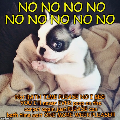 I'm scared of baths. MOMMY HELP!!!!!!!!!!!!!!!!! | NO NO NO NO NO NO NO NO NO; Not BATH TIME PLEASE NO I BEG YOU I'll never EVER poop on the carpet again just PLEASE can bath time wait ONE MORE WEEK PLEASE!!! | image tagged in scared dog,dog memes | made w/ Imgflip meme maker