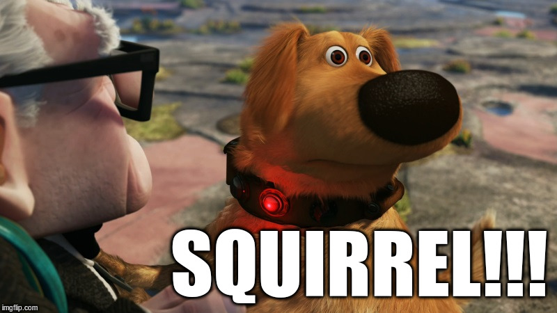 up! squirrel dog | SQUIRREL!!! | image tagged in up squirrel dog | made w/ Imgflip meme maker