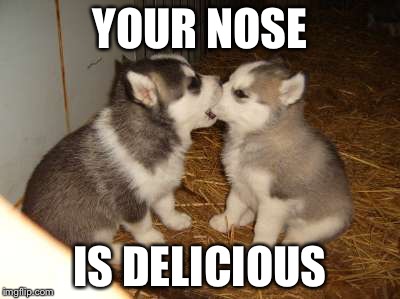 Cute Puppies | YOUR NOSE; IS DELICIOUS | image tagged in memes,cute puppies | made w/ Imgflip meme maker