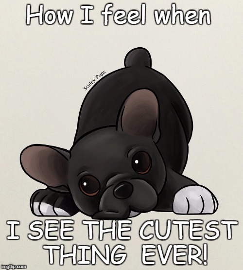 Cutie so adorable I want to DIE | How I feel when; I SEE THE CUTEST THING  EVER! | image tagged in french bulldog | made w/ Imgflip meme maker