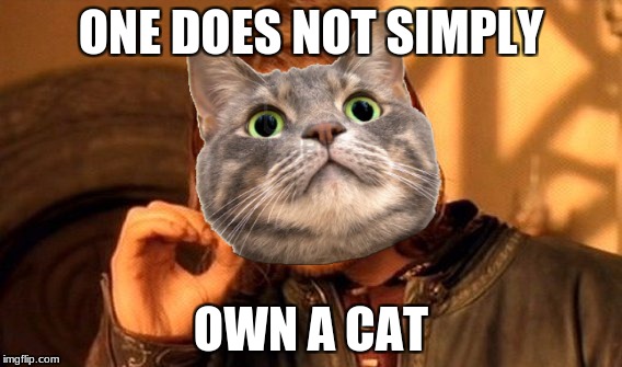 One Does Not Simply Meme | ONE DOES NOT SIMPLY; OWN A CAT | image tagged in memes,one does not simply | made w/ Imgflip meme maker