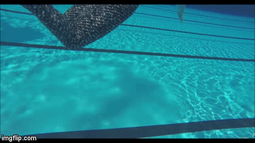Swim | image tagged in gifs | made w/ Imgflip video-to-gif maker