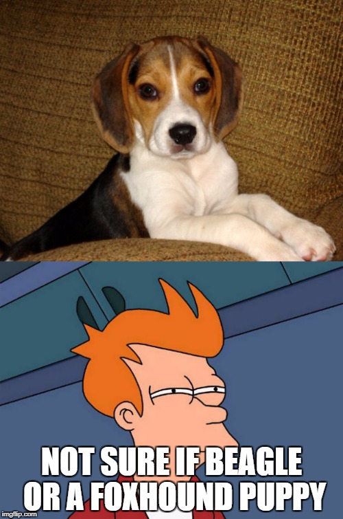 Cute beagle puppy |  NOT SURE IF BEAGLE OR A FOXHOUND PUPPY | image tagged in beagle,dog,fry,futurama fry | made w/ Imgflip meme maker