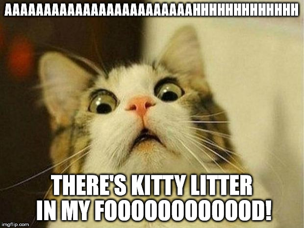 Scared Cat | AAAAAAAAAAAAAAAAAAAAAAAAHHHHHHHHHHHHH; THERE'S KITTY LITTER IN MY FOOOOOOOOOOOD! | image tagged in memes,scared cat | made w/ Imgflip meme maker