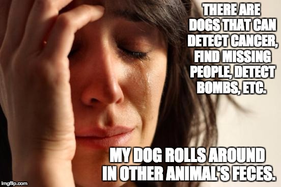 First World Problems Meme | THERE ARE DOGS THAT CAN DETECT CANCER, FIND MISSING PEOPLE, DETECT BOMBS, ETC. MY DOG ROLLS AROUND IN OTHER ANIMAL'S FECES. | image tagged in memes,first world problems | made w/ Imgflip meme maker