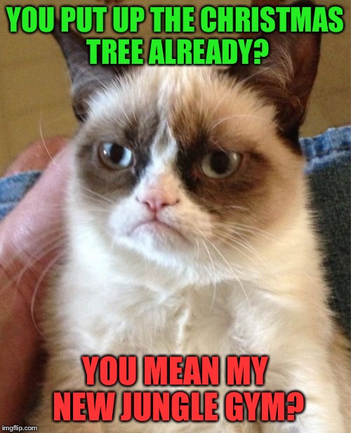 Grumpy Cat Meme | YOU PUT UP THE CHRISTMAS TREE ALREADY? YOU MEAN MY NEW JUNGLE GYM? | image tagged in memes,grumpy cat | made w/ Imgflip meme maker