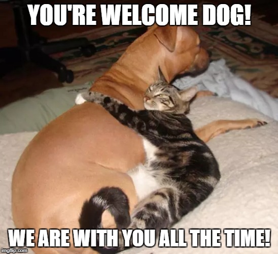 YOU'RE WELCOME DOG! WE ARE WITH YOU ALL THE TIME! | made w/ Imgflip meme maker