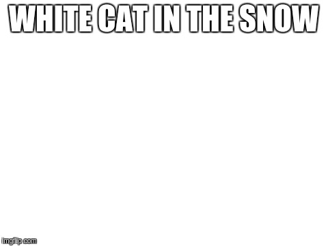 Blank White Template | WHITE CAT IN THE SNOW | image tagged in blank white template | made w/ Imgflip meme maker