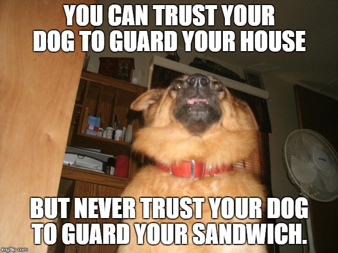 sandwich | YOU CAN TRUST YOUR DOG TO GUARD YOUR HOUSE; BUT NEVER TRUST YOUR DOG TO GUARD YOUR SANDWICH. | image tagged in dog | made w/ Imgflip meme maker