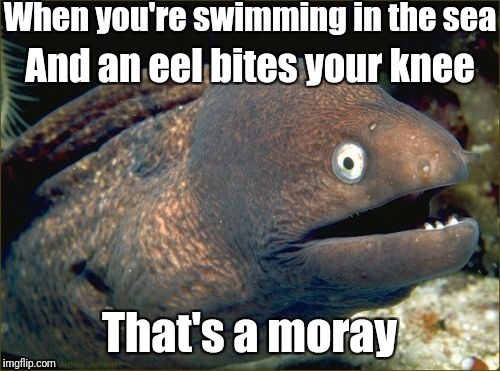 Bad Joke Eel Meme | When you're swimming in the sea; And an eel bites your knee; That's a moray | image tagged in memes,bad joke eel | made w/ Imgflip meme maker