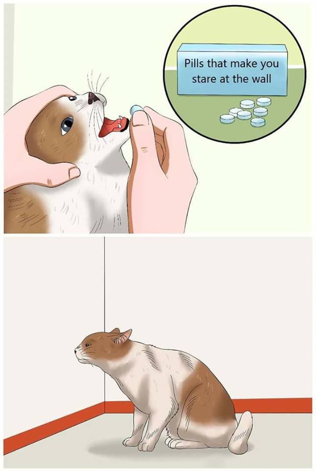 Wikihow Cat Pill forcefeeding Blank Meme Template