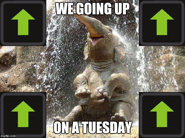 Upvote Elephant | WE GOING UP; ON A TUESDAY | image tagged in upvote elephant | made w/ Imgflip meme maker
