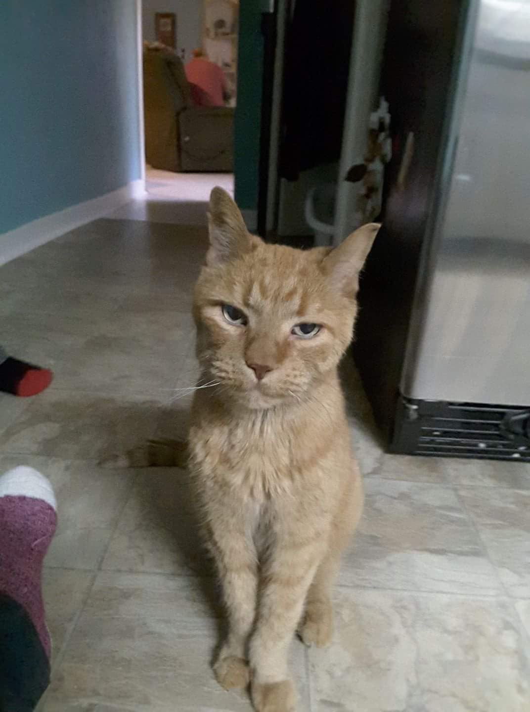 OhPleaseCat Blank Meme Template
