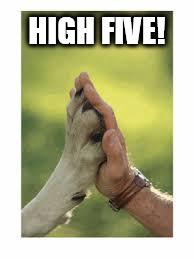 animal rescue | HIGH FIVE! | image tagged in animal rescue | made w/ Imgflip meme maker