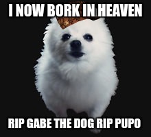 Gabe the dog | I NOW BORK IN HEAVEN; RIP GABE THE DOG RIP PUPO | image tagged in gabe the dog,scumbag | made w/ Imgflip meme maker