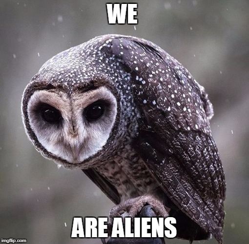  WE; ARE ALIENS | image tagged in aliens,owls,creepy,so true memes | made w/ Imgflip meme maker