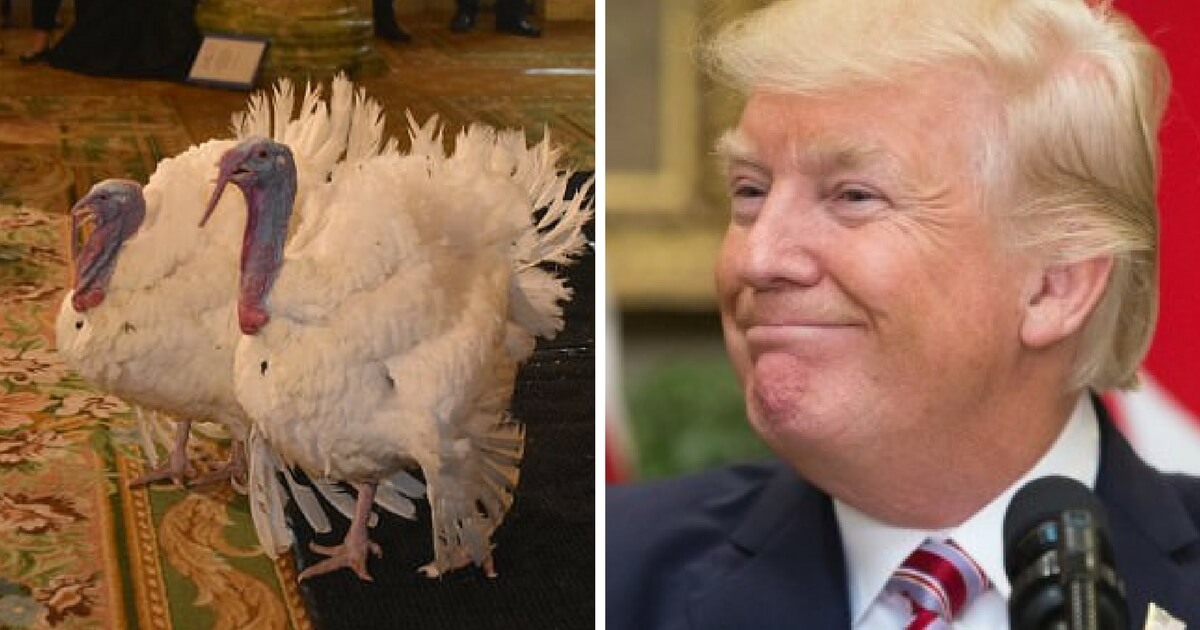 trump turkey pardon Blank Meme Template