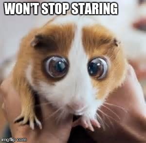 hamster | WON'T STOP STARING | image tagged in hamster | made w/ Imgflip meme maker