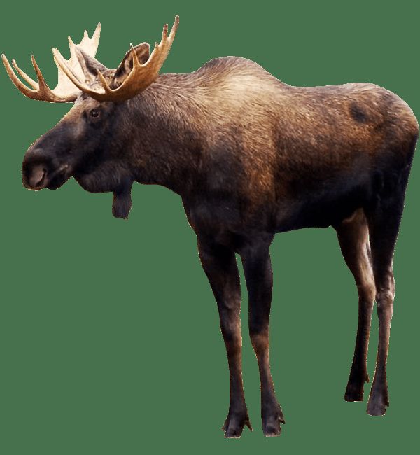 moose nuts Blank Meme Template