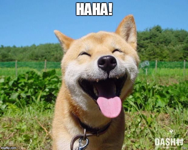 Happy Dog | HAHA! | image tagged in happy dog | made w/ Imgflip meme maker