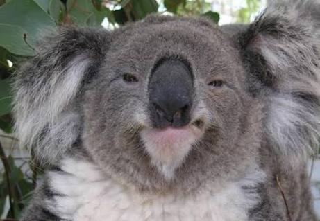 High Quality Smug Koala Blank Meme Template