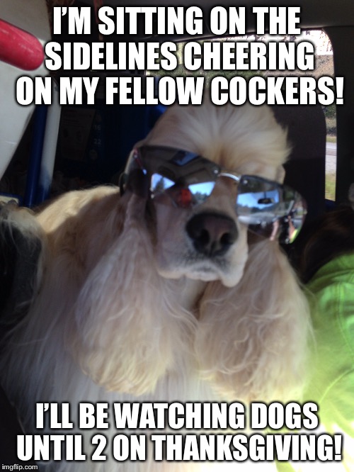Dogs Until 2 On Thanksgiving  | I’M SITTING ON THE SIDELINES CHEERING ON MY FELLOW COCKERS! I’LL BE WATCHING DOGS UNTIL 2 ON THANKSGIVING! | image tagged in dogs | made w/ Imgflip meme maker