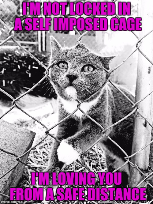 kitty | I'M NOT LOCKED IN A SELF IMPOSED CAGE; I'M LOVING YOU FROM A SAFE DISTANCE | image tagged in kitty | made w/ Imgflip meme maker