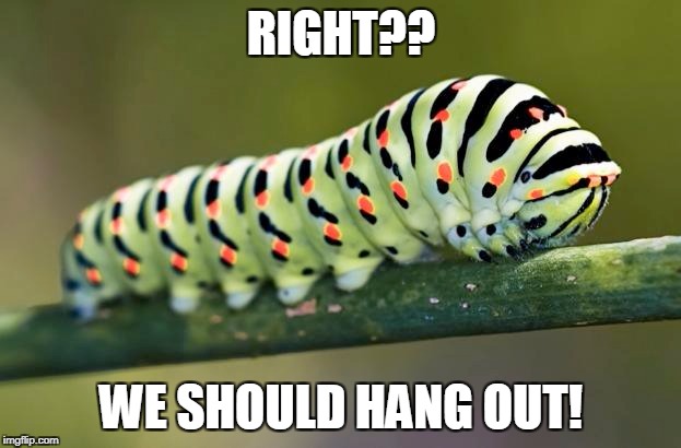 RIGHT?? WE SHOULD HANG OUT! | made w/ Imgflip meme maker