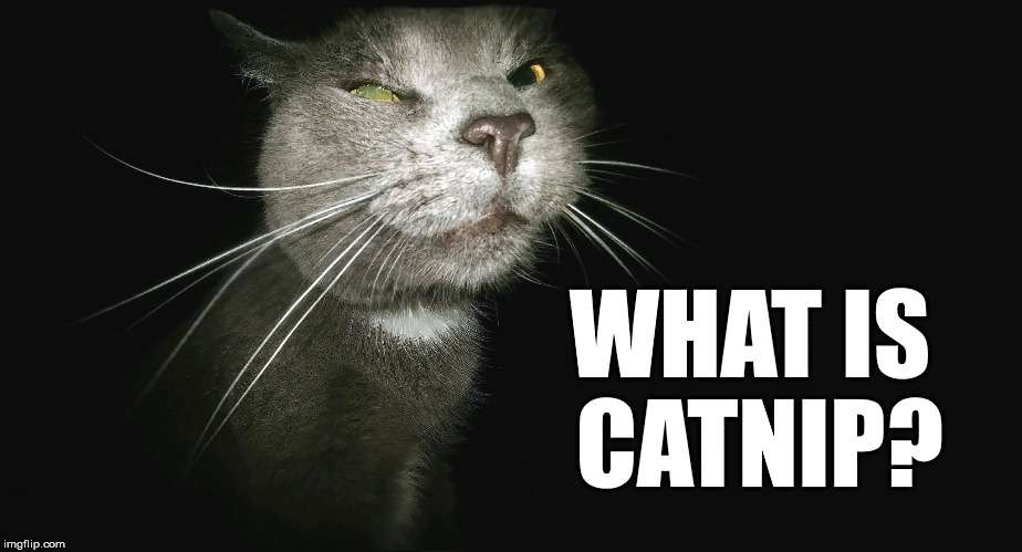 Stalker Cat | WHAT IS CATNIP? | image tagged in stalker cat | made w/ Imgflip meme maker