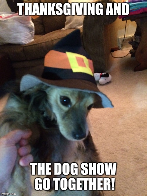 THANKSGIVING AND; THE DOG SHOW GO TOGETHER! | image tagged in buddy | made w/ Imgflip meme maker