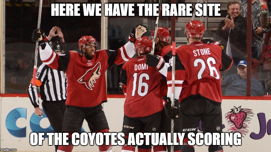 HERE WE HAVE THE RARE SITE; OF THE COYOTES ACTUALLY SCORING | image tagged in hockey | made w/ Imgflip meme maker