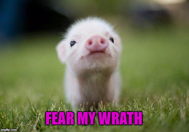 Obey The Piggy And No One Gets Hurt | FEAR MY WRATH | image tagged in memes,meme,cute animals,cute,pig,pigs | made w/ Imgflip meme maker