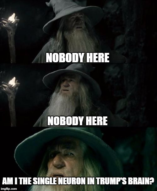 Confused Gandalf Meme | NOBODY HERE; NOBODY HERE; AM I THE SINGLE NEURON IN TRUMP'S BRAIN? | image tagged in memes,confused gandalf | made w/ Imgflip meme maker