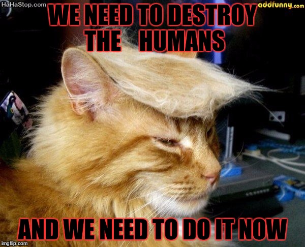 donald trump cat | WE NEED TO DESTROY THE 
  HUMANS; AND WE NEED TO DO IT NOW | image tagged in donald trump cat | made w/ Imgflip meme maker