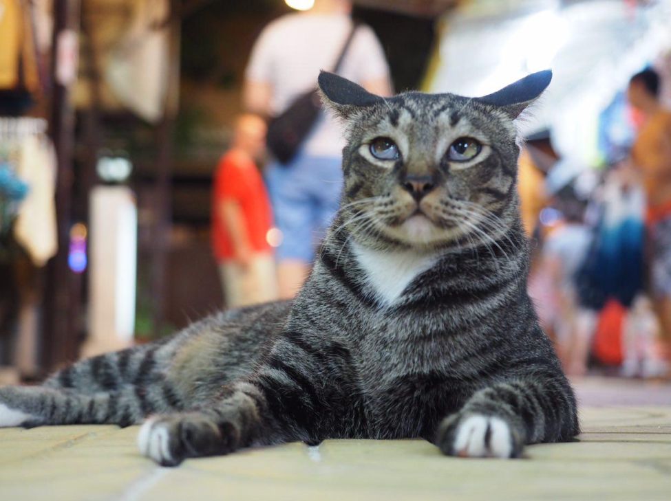 Cat-dreamer Blank Meme Template