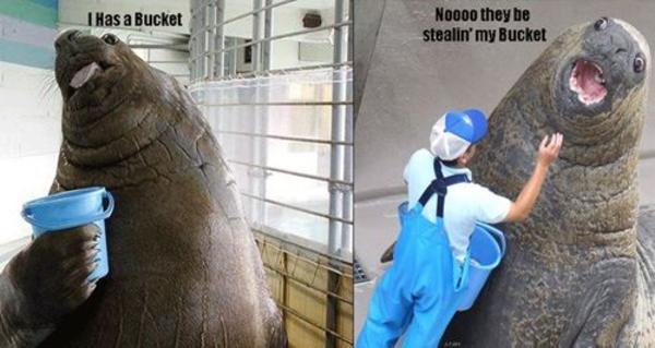 Walrus bucket Blank Meme Template
