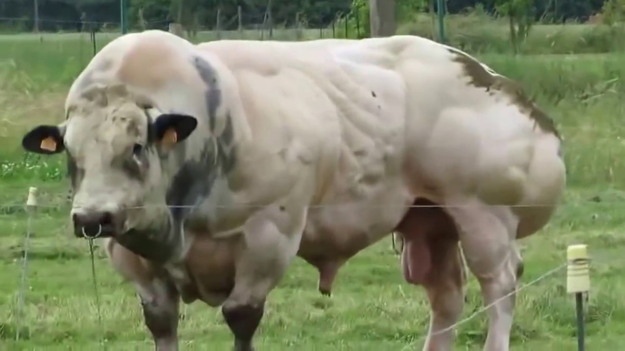 High Quality Belgian blue bull Blank Meme Template