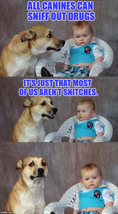 Man's Best Friend | ALL CANINES CAN SNIFF OUT DRUGS; IT'S JUST THAT MOST OF US AREN'T SNITCHES. | image tagged in memes,dad joke dog | made w/ Imgflip meme maker