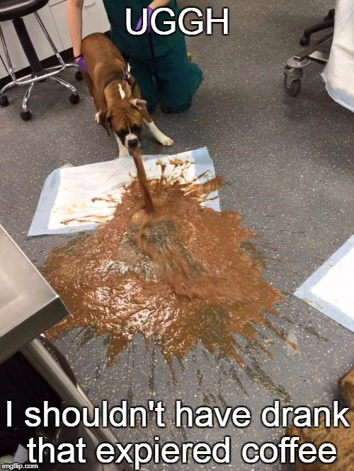 Sick Puppy | UGGH; I shouldn't have drank that expiered coffee | image tagged in sick puppy | made w/ Imgflip meme maker