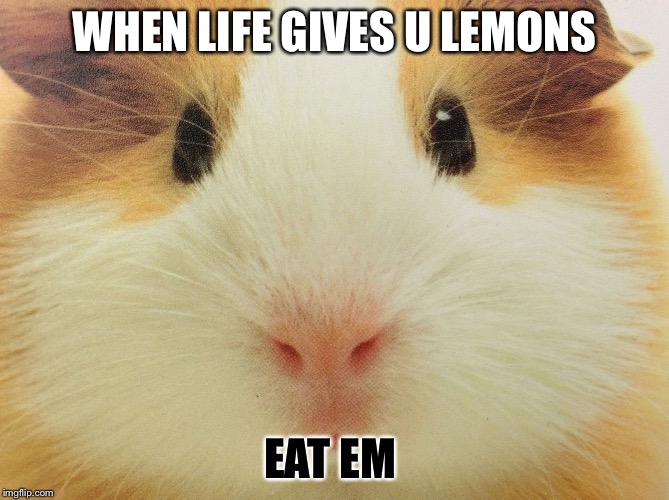 WHEN LIFE GIVES U LEMONS; EAT EM | image tagged in pigggz | made w/ Imgflip meme maker