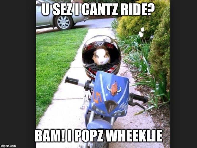 Dirt bike  | U SEZ I CANTZ RIDE? BAM! I POPZ WHEEKLIE | image tagged in pig | made w/ Imgflip meme maker