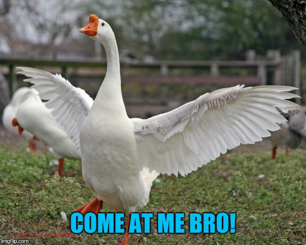 COME AT ME BRO! | made w/ Imgflip meme maker