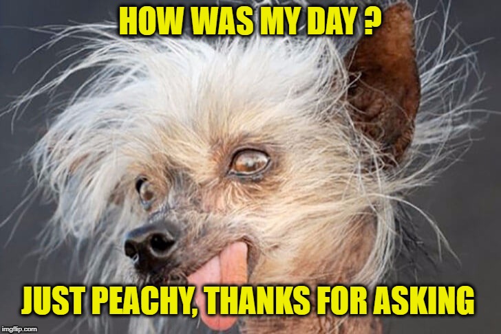 What A Dog Of A Day | HOW WAS MY DAY ? JUST PEACHY, THANKS FOR ASKING | image tagged in memes,meme,bad day,having a bad day,dog,dogs | made w/ Imgflip meme maker