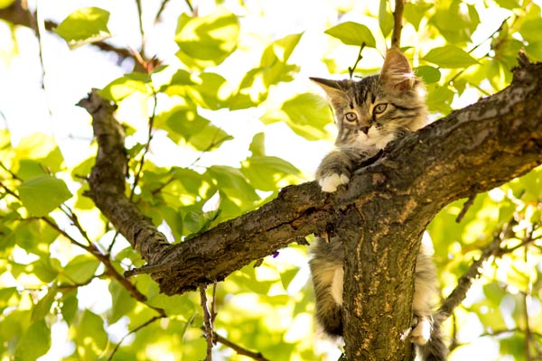 High Quality cat in tree Blank Meme Template