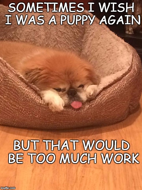Tinker the Stinker | SOMETIMES I WISH I WAS A PUPPY AGAIN; BUT THAT WOULD BE TOO MUCH WORK | image tagged in tinker the stinker | made w/ Imgflip meme maker