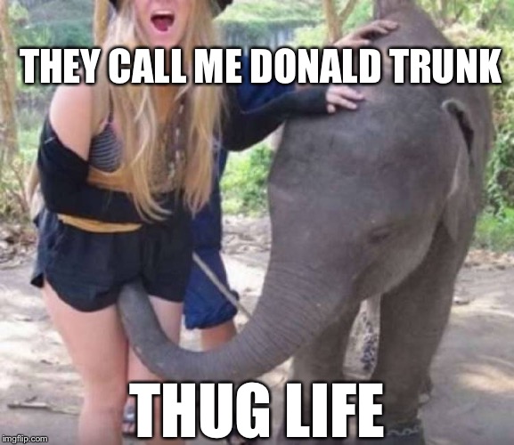 When I Grow Up I’m Going to Be President | THEY CALL ME DONALD TRUNK; THUG LIFE | image tagged in memes,pervert,funny,funny animals,donald trump | made w/ Imgflip meme maker