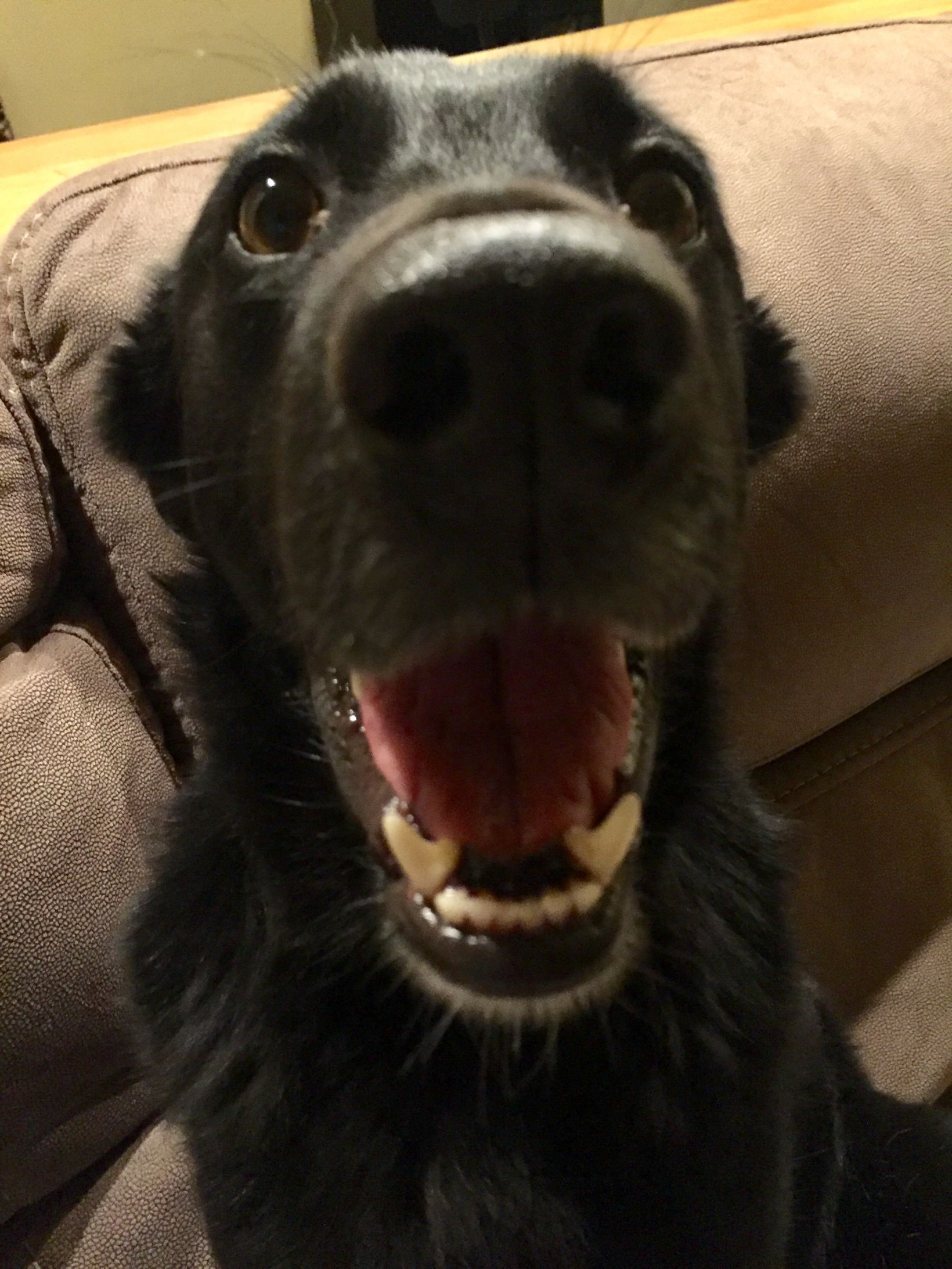 excited dog face