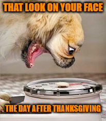 Post Thanksgiving Weigh-In | THAT LOOK ON YOUR FACE; THE DAY AFTER THANKSGIVING | image tagged in dog scale,memes,overweight,thanksgiving | made w/ Imgflip meme maker