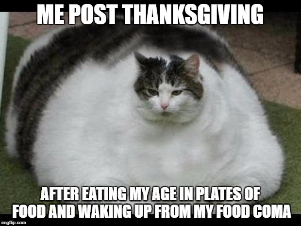 May your Thanksgiving be gluttonous | ME POST THANKSGIVING; AFTER EATING MY AGE IN PLATES OF FOOD AND WAKING UP FROM MY FOOD COMA | image tagged in memes,funny,thanksgiving,fat cat | made w/ Imgflip meme maker
